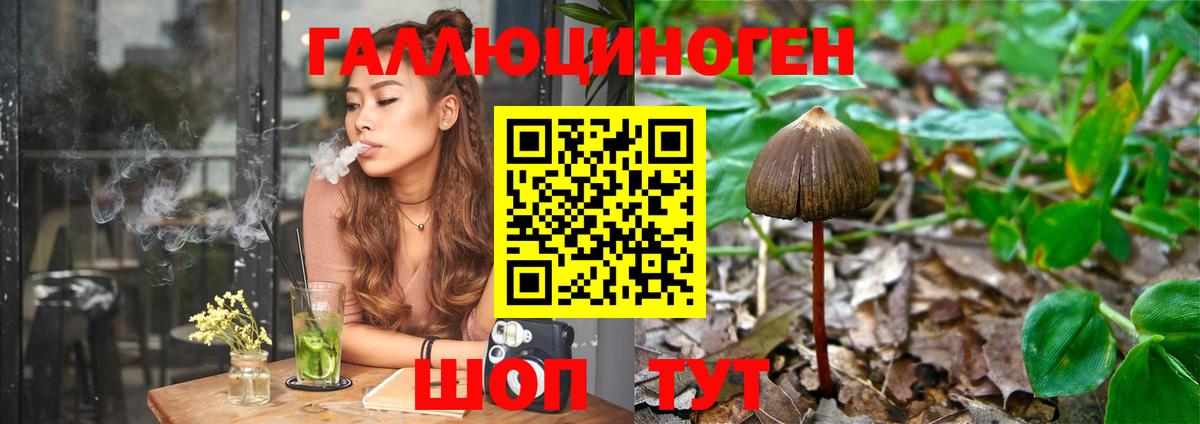 Псилоцибиновые грибы Psilocybe Краснокамск